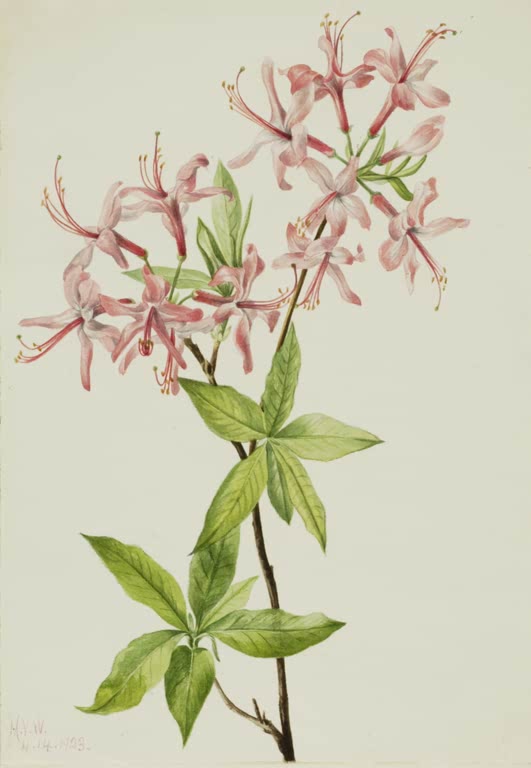 Mary Vaux Walcott Flaumige Pinxterblume Kunstkopie, rosa Azaleenblüten mit langen Staubfäden und hellgrünen Blättern