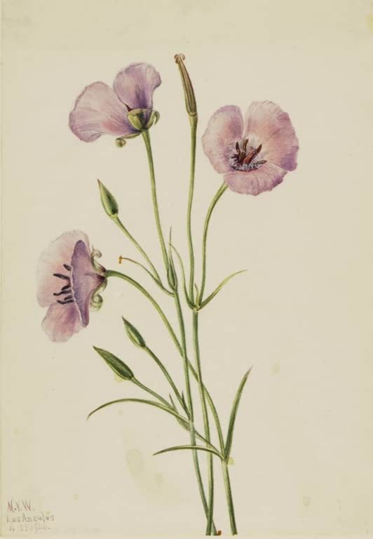 Mary Vaux Walcott Fliederfarbene Mariposalilie Kunstkopie, drei fliederfarbene Blüten mit Knospen an langen, dünnen Stielen