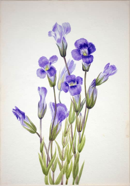 Mary Vaux Walcott Fransenenzian Kunstkopie, violettblaue Enzianblüten und Knospen an schlanken Stängeln