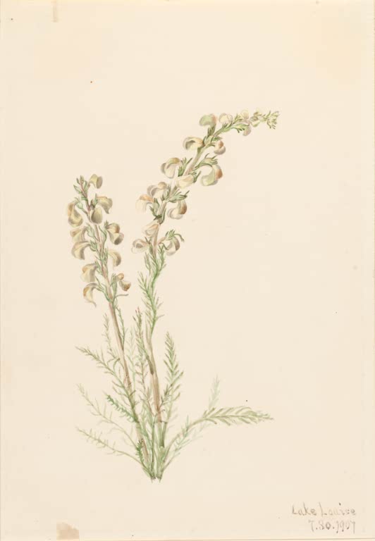 Mary Vaux Walcott Gedrehtes Läusekraut Kunstkopie, zwei cremefarbene Blütenähren über fein gefiederten graugrünen Blättern