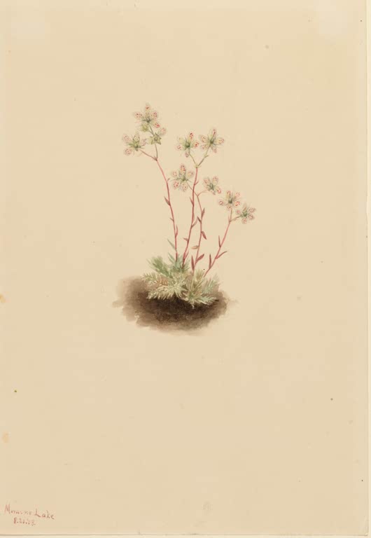 Mary Vaux Walcott Gefleckter Steinbrech Kunstkopie, rötliche Stängel mit hellen Blüten über einem Blattpolster