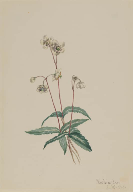 Mary Vaux Walcott Geflecktes Winterlieb Kunstkopie, Rosette dunkelgrüner gestreifter Blätter mit nickenden cremeweißen Blüten