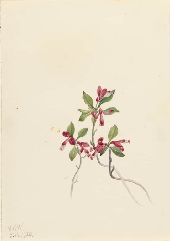 Mary Vaux Walcott Gefranste Kreuzblume Kunstkopie, zarte purpurrote Blüten mit fransigem Rand zwischen ovalen grünen Blättern