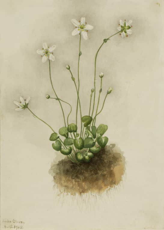 Mary Vaux Walcott Gefranstes Herzblatt Kunstkopie, weiße Blüten an dünnen Stielen über herzförmigen Blättern und Erdballen