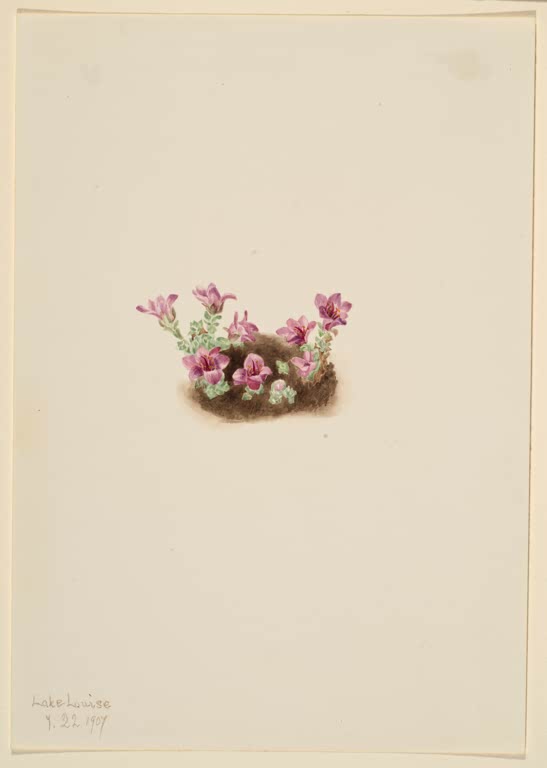 Mary Vaux Walcott Gegenblättriger Steinbrech Kunstkopie, kleines Polster purpurrosa Blüten auf einem braunen Erdfleck