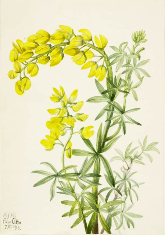 Mary Vaux Walcott Gelbe Baumlupine Kunstkopie, gelbe Lupinenblüten in zwei Trauben mit handförmigen grünen Blättern
