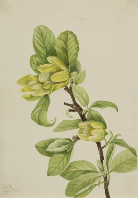 Mary Vaux Walcott Gelbe Gurkenmagnolie Kunstkopie, gelber Magnolienzweig mit hellgrünen Blättern und gewellten Blütenblättern