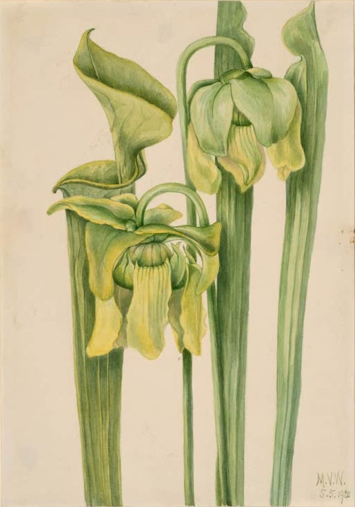 Mary Vaux Walcott Gelbe Schlauchpflanze Kunstkopie, nickende gelbe Blüten zwischen hohen grünen Schlauchblättern