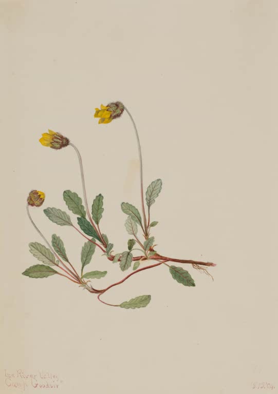 Mary Vaux Walcott Gelbe Silberwurz Kunstkopie, kriechende Pflanze mit gelben nickenden Blüten
