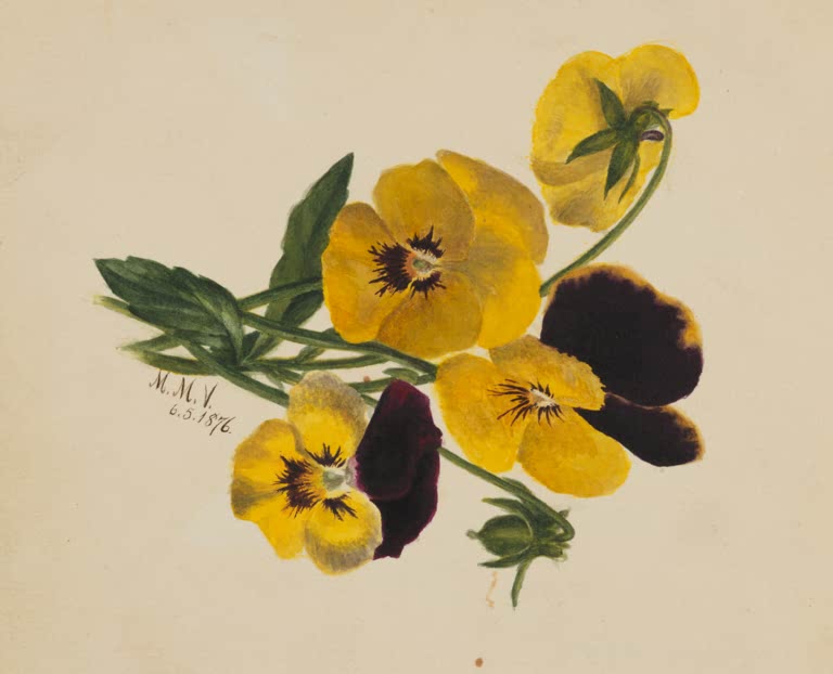 Mary Vaux Walcott Gelbe Stiefmütterchen Kunstkopie, gelbe und dunkelbraune Stiefmütterchen mit grünen Blättern