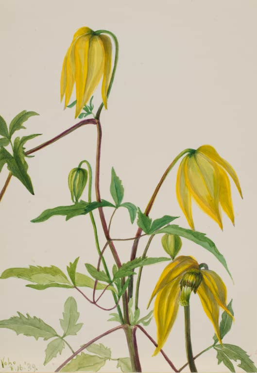 Mary Vaux Walcott Gelbe Waldrebe Kunstkopie, hängende gelbe Blüten an rotbraunen Stielen mit gezähnten Blättern