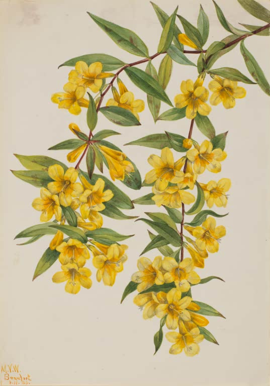 Mary Vaux Walcott Gelber Jasmin, 1926 Kunstkopie, herabhängender Zweig mit leuchtend gelben Trichterblüten