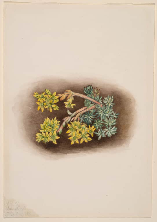 Mary Vaux Walcott Gelber Mauerpfeffer Kunstkopie, gelbe Sternblüten und blaugrüne Blattrosetten auf dunklem Erdfleck