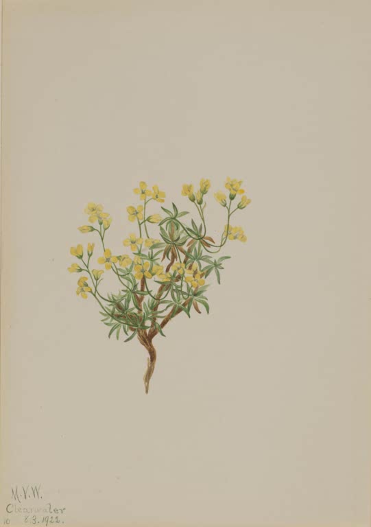 Mary Vaux Walcott Gelbes Weidengras Kunstkopie, kleiner Strauch mit gelben Blüten und graugrünen schmalen Blättern