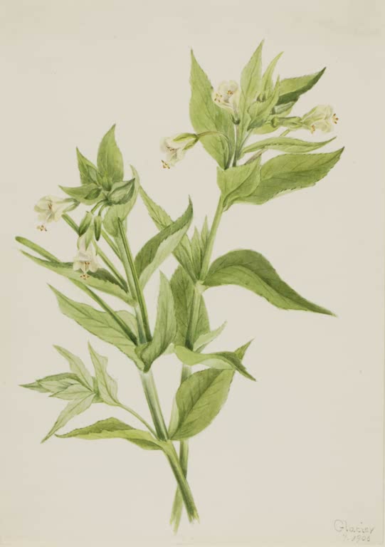 Mary Vaux Walcott Gelbes Weidenröschen Kunstkopie, Trieb mit blassen cremefarbenen Blüten und gezähnten grünen Blättern