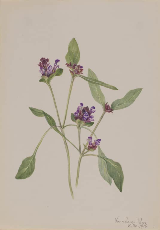Mary Vaux Walcott Gemeine Braunelle Kunstkopie, violette Blütenköpfe an schlanken Stängeln mit lanzettlichen grünen Blättern