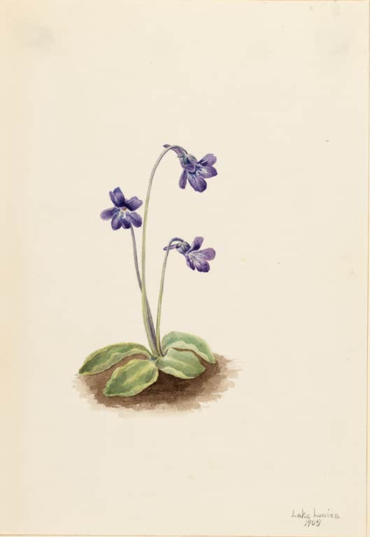 Mary Vaux Walcott Gemeines Fettkraut Kunstkopie, drei violette Blüten an gebogenen Stielen über hellgrünen Blättern