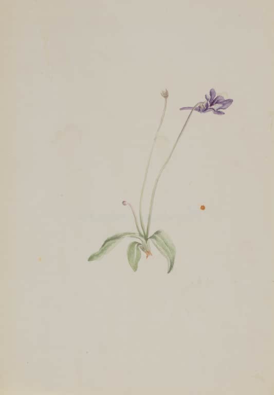 Mary Vaux Walcott Gemeines Fettkraut Kunstkopie, kleine Blattrosette mit zwei Stielen und einer violetten Blüte