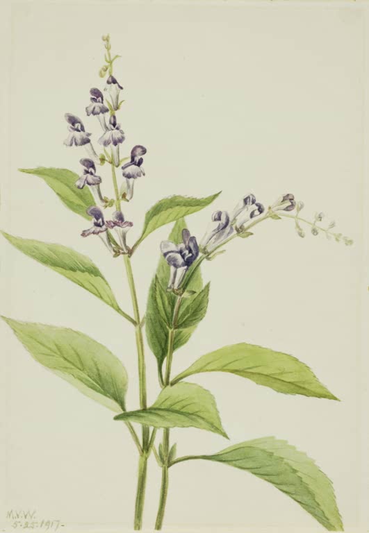 Mary Vaux Walcott Gesägtes Helmkraut Kunstkopie, aufrechte Stängel mit violetten Blütenähren