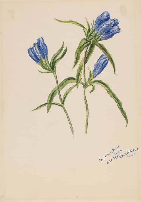 Mary Vaux Walcott Geschlossener Enzian Kunstkopie, drei geschlossene tiefblaue Enzianblüten an dünnen Stielen