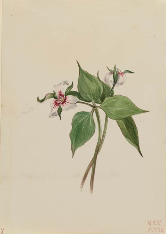 Mary Vaux Walcott Gestreiftes Dreiblatt Kunstkopie, weiße Blüte mit roter Zeichnung über grünen Blättern