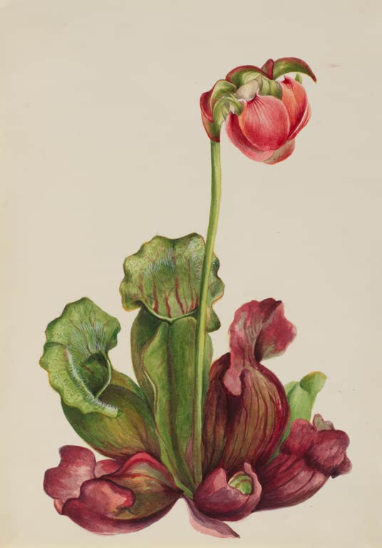 Mary Vaux Walcott Gewöhnliche Schlauchpflanze Kunstkopie, rote Blüte an langem Stängel über rot geaderten grünen Schläuchen
