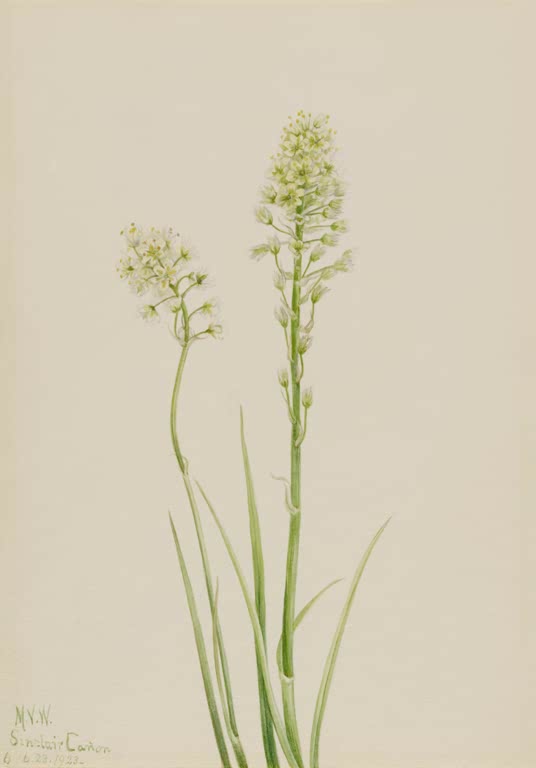 Mary Vaux Walcott Gift-Kamas Kunstkopie, zwei hohe Triebe mit cremeweißen Blütentrauben und schmalen, grasartigen Blättern