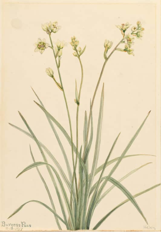Mary Vaux Walcott Giftkamas Kunstkopie, schmale Blätter und kleine cremeweiße Blüten