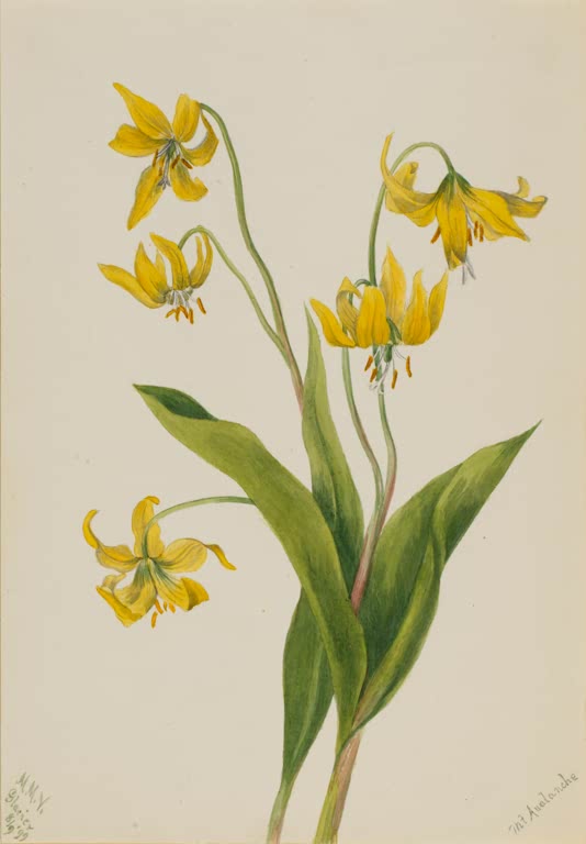 Mary Vaux Walcott Gletscherlilie Kunstkopie, fünf gelbe nickende Blüten mit orangefarbenen Staubbeuteln