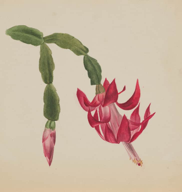 Mary Vaux Walcott Gliederkaktus mit roter Blüte Kunstkopie, roter Gliederkaktus mit hängender Blüte und rosa Knospe