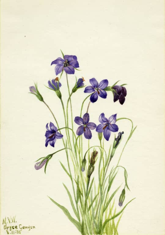Mary Vaux Walcott Glockenblume Kunstkopie, violette Blüten und Knospen auf dünnen Stielen über hellgrünem Gras