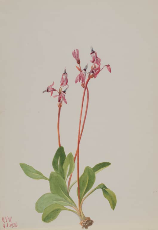 Mary Vaux Walcott Götterblume Kunstkopie, rosa Götterblumen mit zurückgeschlagenen Blütenblättern an roten Stielen