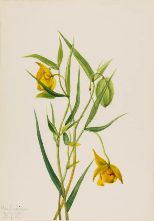 Mary Vaux Walcott Goldene Feenlaterne Kunstkopie, zwei goldgelbe hängende Glockenblüten und eine grüne Fruchtkapsel