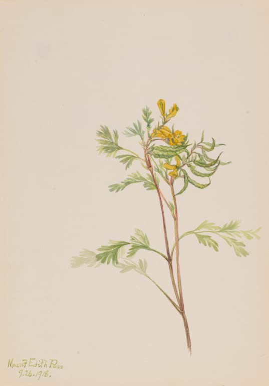 Mary Vaux Walcott Goldlerchensporn Kunstkopie, gefiederte Blätter und kleine gelbe Blüten an rötlichen Stängeln