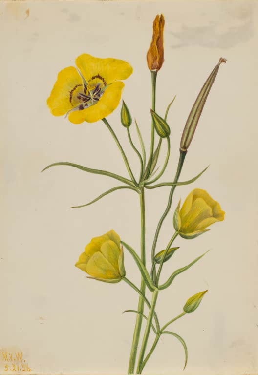 Mary Vaux Walcott Goldschalen-Mariposa Kunstkopie, große gelbe Blüte, Knospen und Fruchtkapsel an schlanken grünen Stängeln
