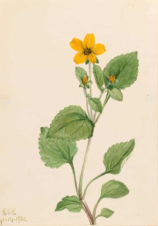 Mary Vaux Walcott Goldstern Kunstkopie, goldgelbe Blüte über gezähnten grünen Blättern