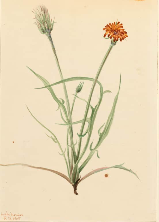 Mary Vaux Walcott Grasblättrige Agoseris Kunstkopie, orangefarbene Blüte und Knospe an langen graugrünen Stängeln