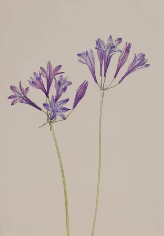 Mary Vaux Walcott Grasnuss Kunstkopie, zwei hohe Stiele mit violetten Blütendolden vor schlichtem, hellem Grund