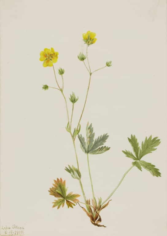 Mary Vaux Walcott Graublättriges Fingerkraut Kunstkopie, gelbe Blüten und graugrüne gefingerte Blätter
