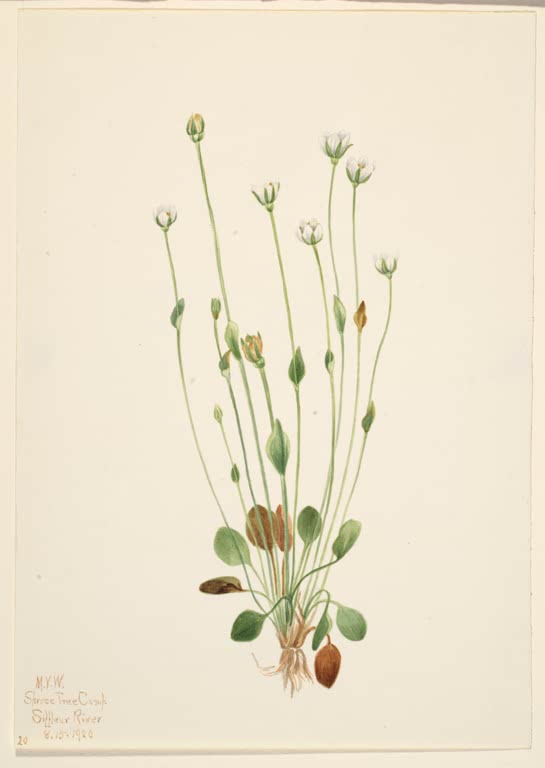 Mary Vaux Walcott Graues Greiskraut Kunstkopie, schlanke Stiele mit kleinen weißen Blütenköpfchen über grünen Blättern