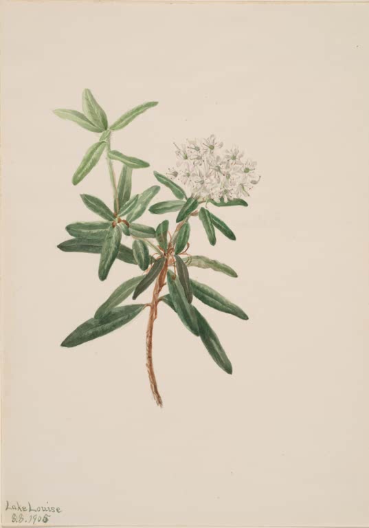 Mary Vaux Walcott Grönländischer Porst Kunstkopie, Zweig mit dunkelgrünen Blättern und weißer Blütendolde