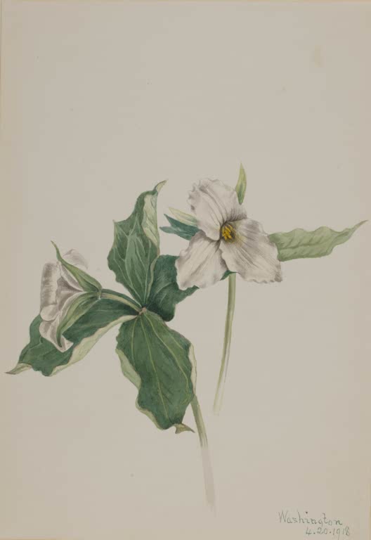 Mary Vaux Walcott Großblütige Waldlilie Kunstkopie, weiße Blüte mit gelber Mitte über drei grünen Blättern