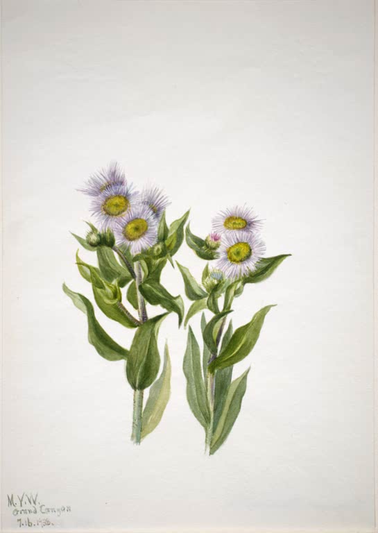 Mary Vaux Walcott Großblütiges Berufkraut Kunstkopie, Korbblüten mit gelber Mitte und lila Strahlen