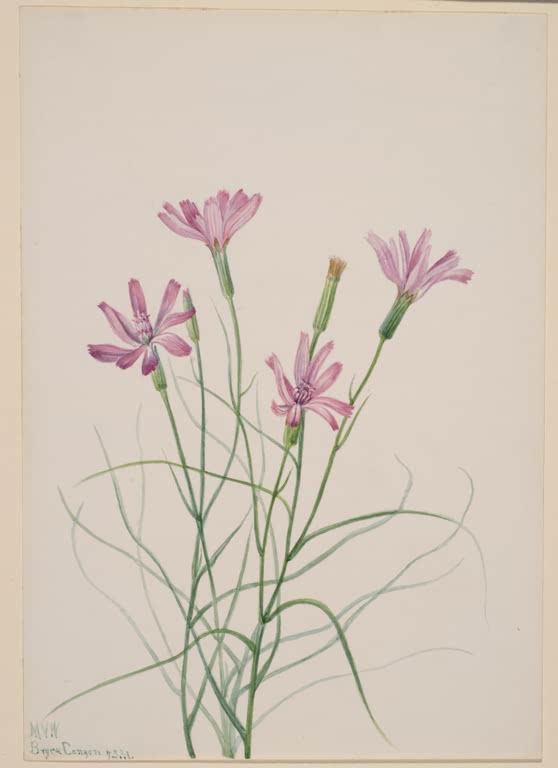 Mary Vaux Walcott Großblütiges Skelettkraut Kunstkopie, rosa Blüten an langen dünnen Stielen