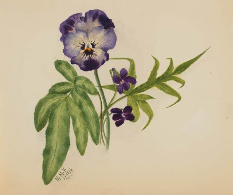 Mary Vaux Walcott Großes Stiefmütterchen Kunstkopie, blauviolette Blüte mit zwei kleinen violetten Blüten
