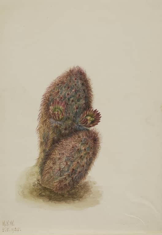 Mary Vaux Walcott Grünblütiger Erdbeerkaktus Kunstkopie, rotbrauner Stachelkaktus mit zwei Blüten auf hellem Papier