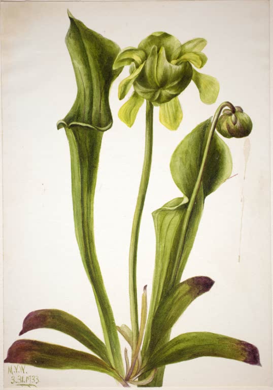 Mary Vaux Walcott Grüne Schlauchpflanze Kunstkopie, eine grüne Schlauchpflanze mit hohen Fangblättern, gelbgrüner Blüte