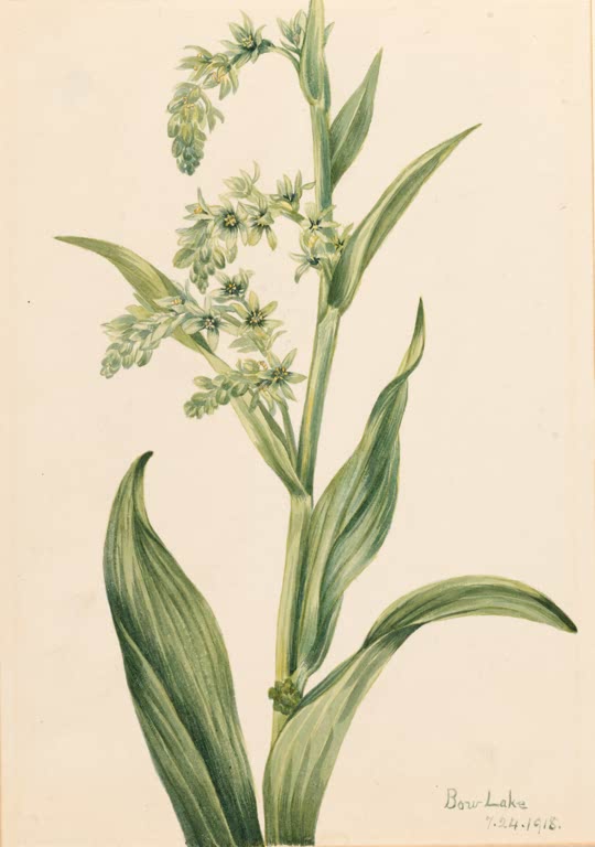 Mary Vaux Walcott Grüner Germer Kunstkopie, hoher Stängel mit breiten Blättern und grünen Blütenrispen
