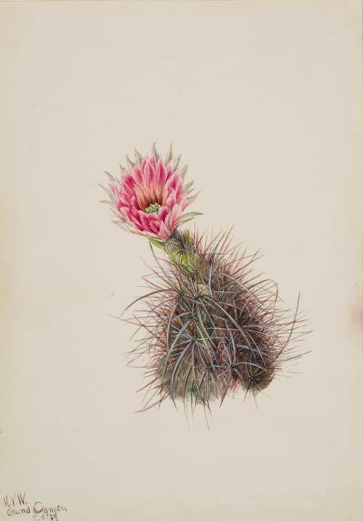 Mary Vaux Walcott Gurkenkaktus Kunstkopie, rosa Blüte auf einem dicht bestachelten Kaktus in Grün und Violettgrau