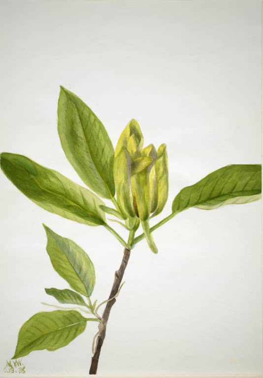 Mary Vaux Walcott Gurkenmagnolie Kunstkopie, Magnolienzweig mit geschlossener gelbgrüner Knospe und großen grünen Blättern